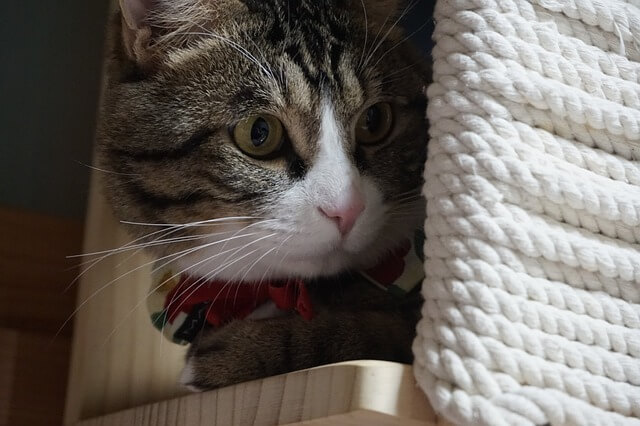 隠れる猫